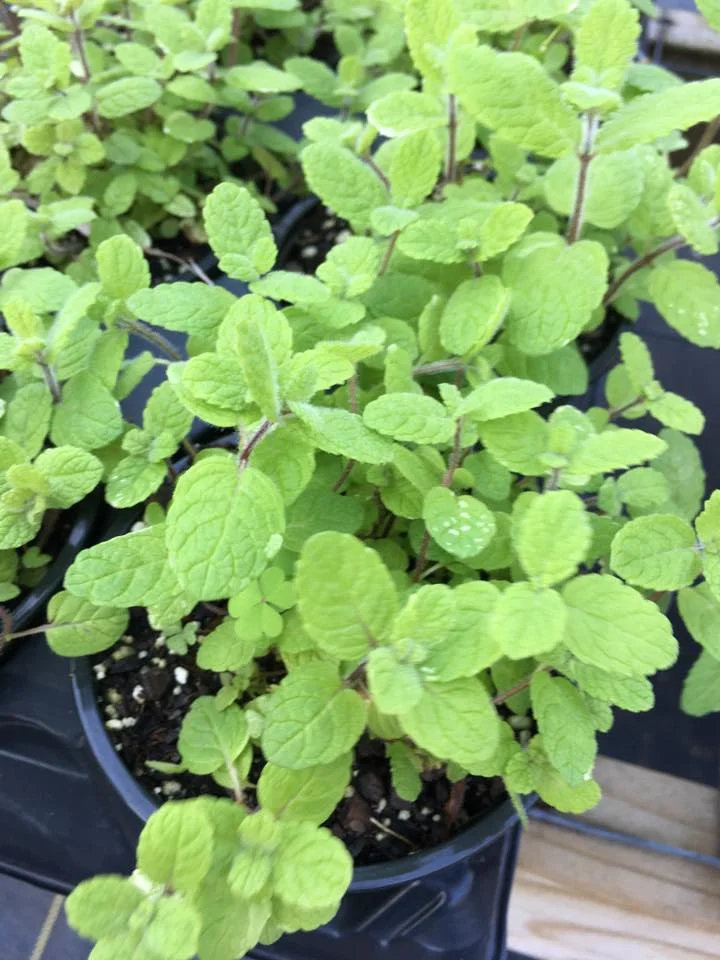 pineapple mint.jpg