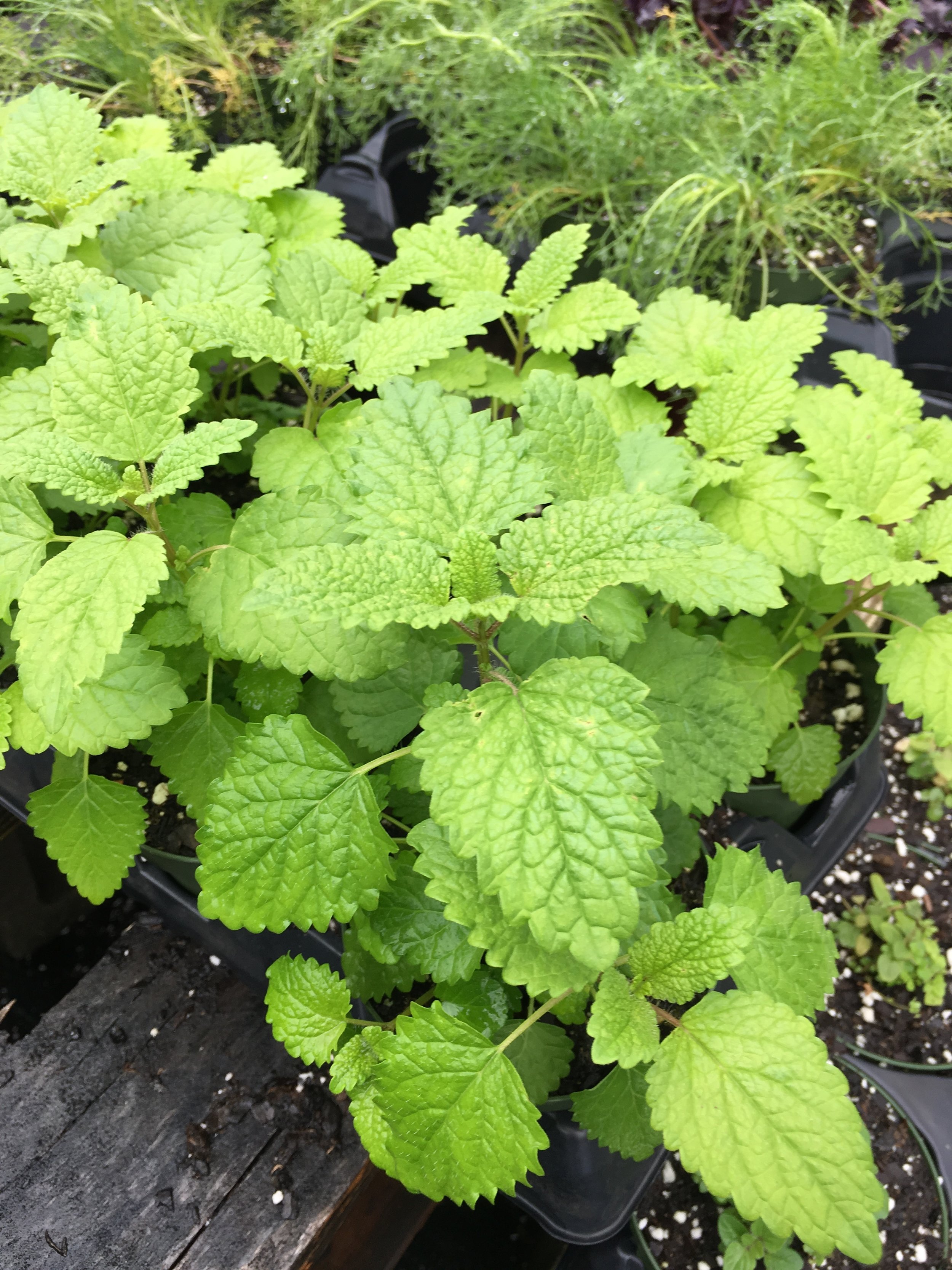 lemon balm top.JPG