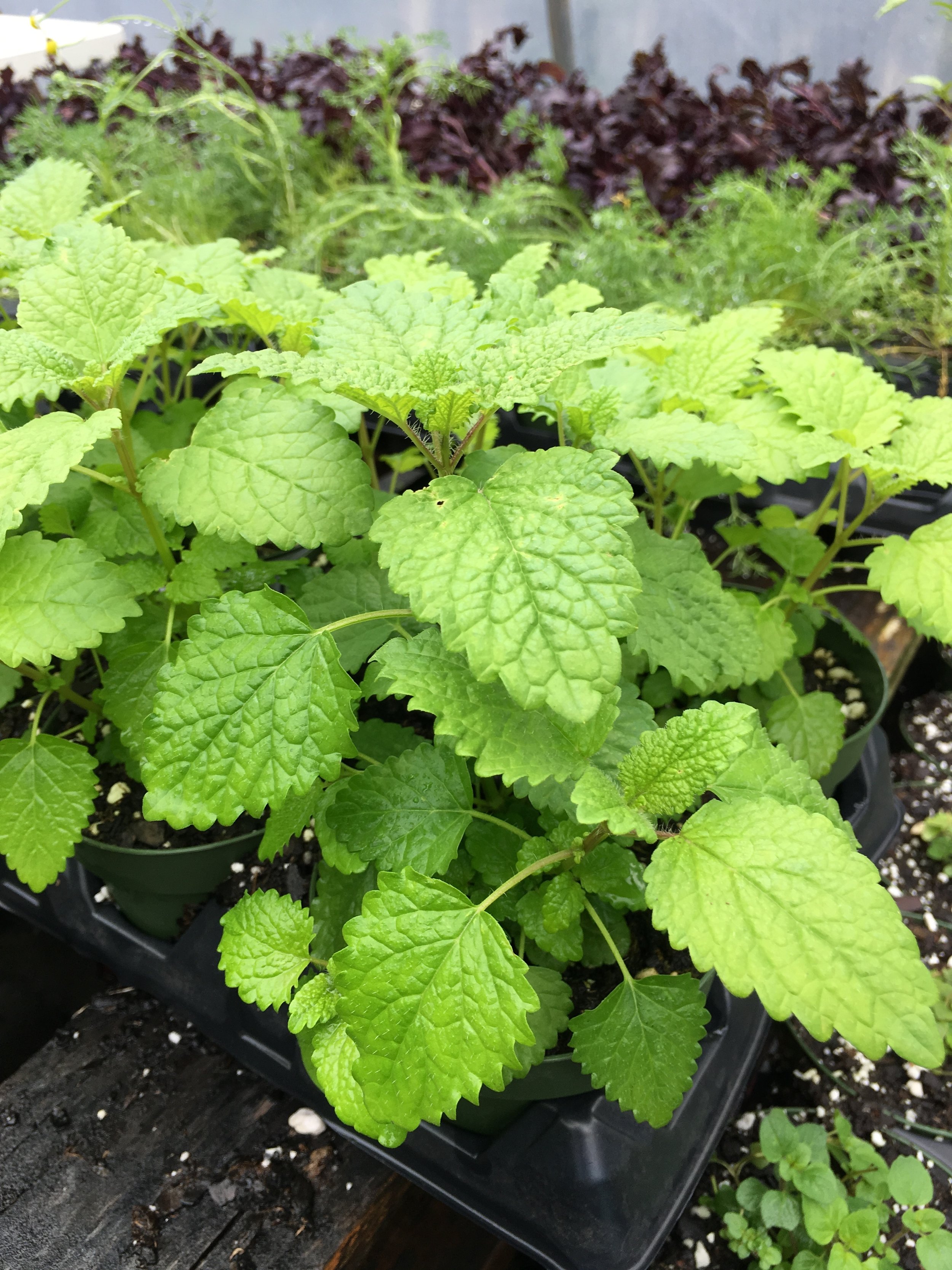 lemon balm side.JPG