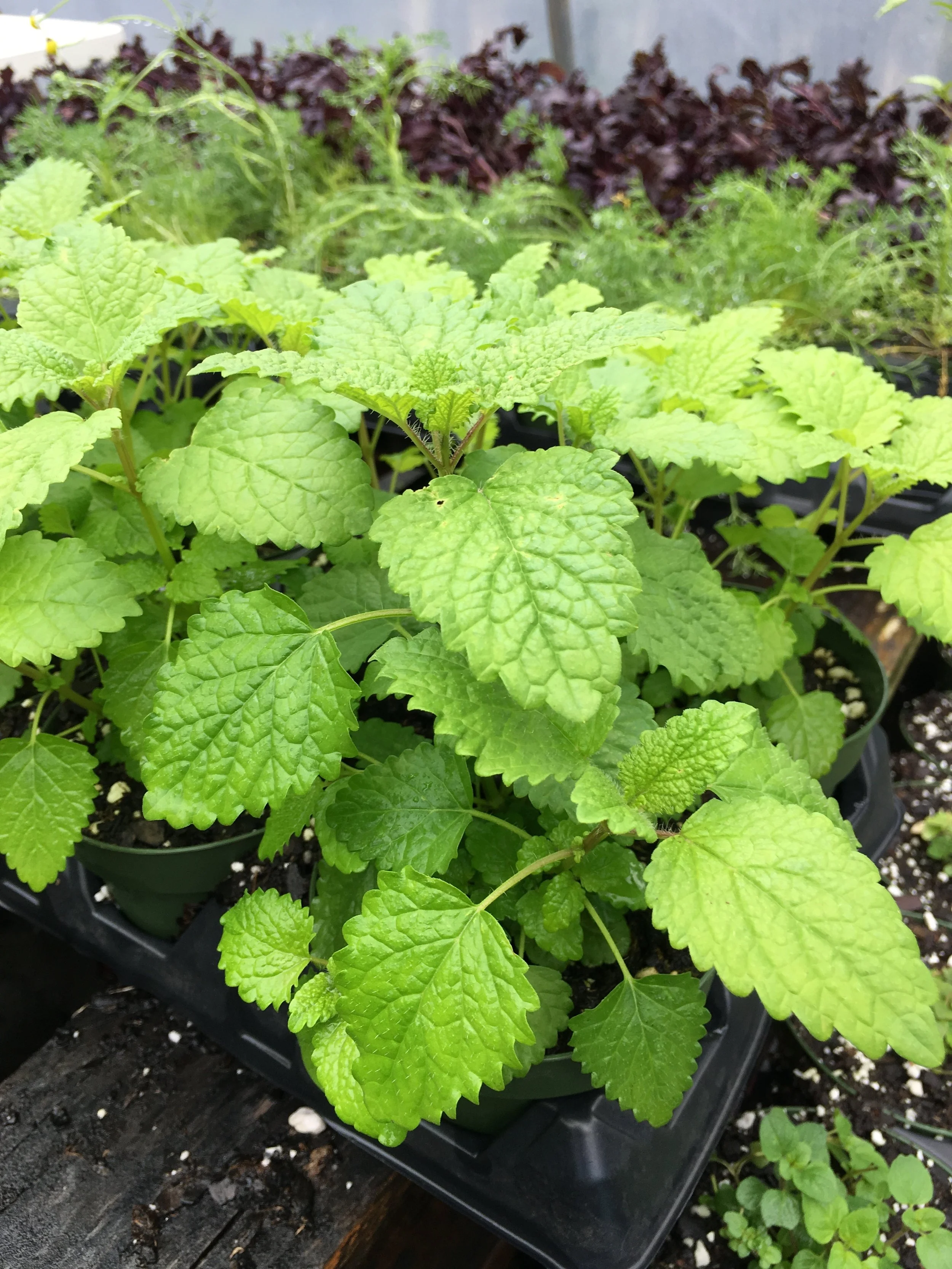 Lemon Balm - melissa officinalis