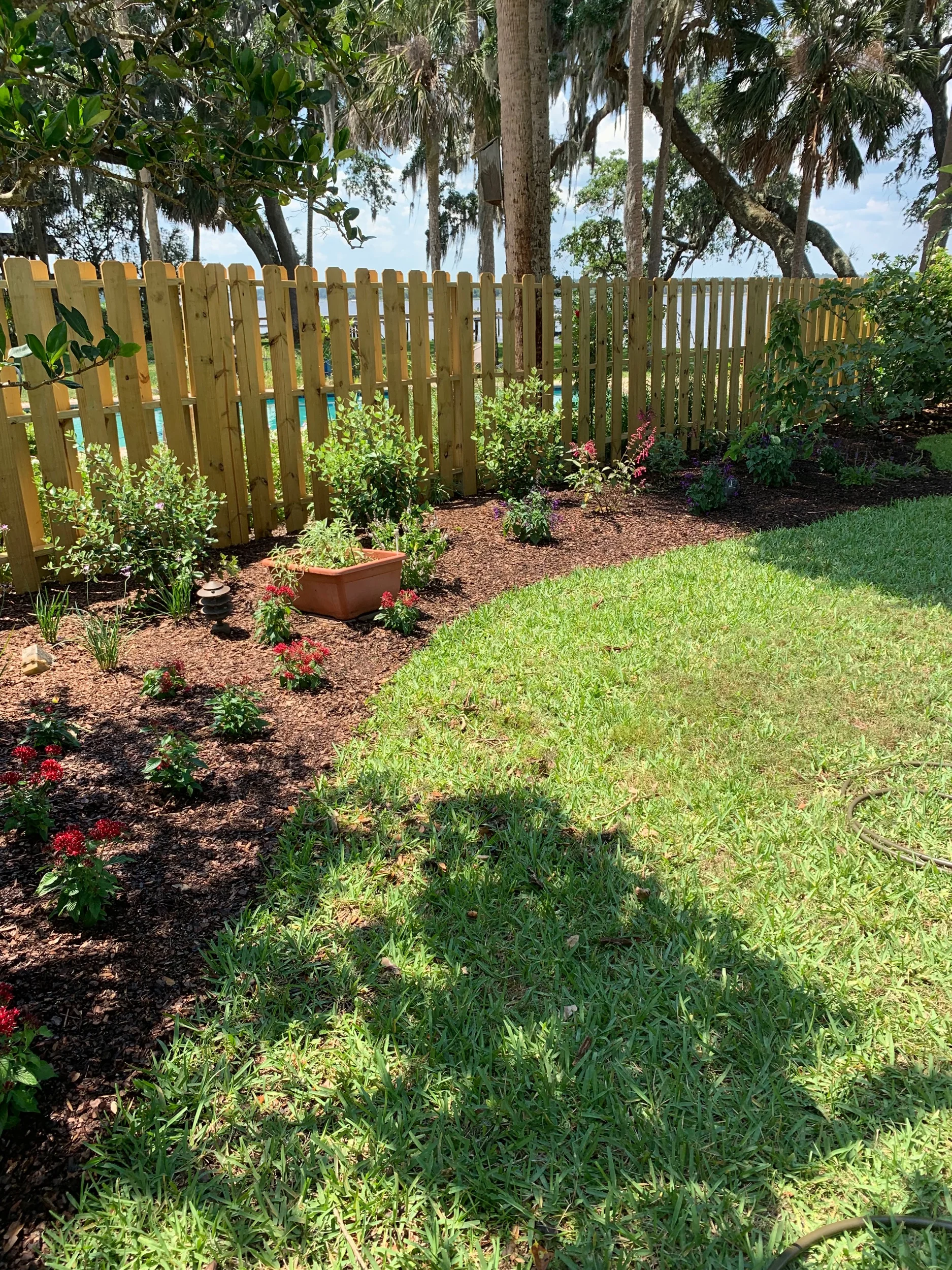 Pollinator garden - salvia, milkweed, guara, Pentas, pineapple guava, lion’s ear, and vitex.