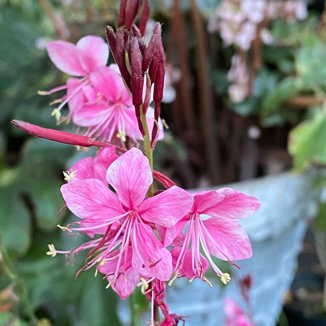 Alll the pink! #gaura #angeltrumpet #anthurium #aglaonema #hypoestes #allamanda #penta #caladium #plant #plants #flowers #plantnursery