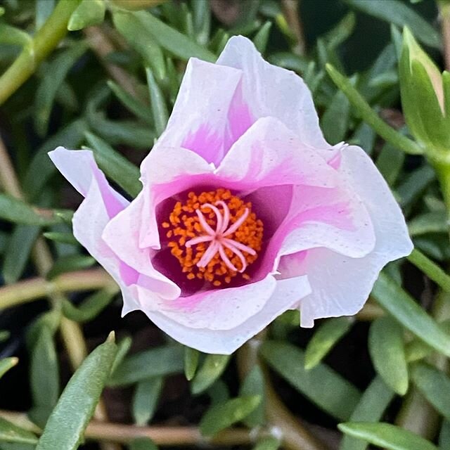 I&rsquo;ve been working from home and finally got to sneak up to the nursery. Took allll the flower pictures. Instagram limits me to 10, how do I pick what to share? #somanyflowers #plantheaven #happyplace #hundredsofpictures #gottapick10 #plantplace