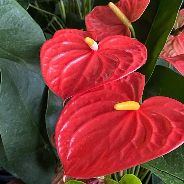 I might like anthurium flowers just a little bit 😉 Hard to resist their heart shape, many colors and waxy, almost fake texture.  #anthurium #houseplant #flower #plant #plants #plantnursery