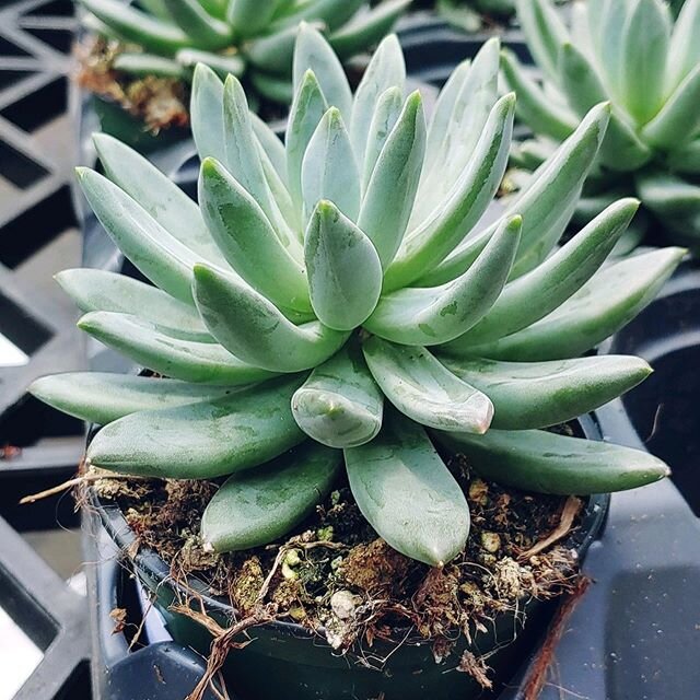 Giving a little love to the succulents. So many possibilities with these interesting and easy grow plants. It&rsquo;s fun learning about these plants. Some love sun, some shade. Some love water, some can take a little drought. Some have showy flowers