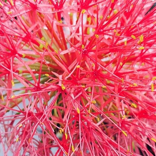 Up close and personal with the blood lilies. #flower #lily #plant #plants #plantnursery