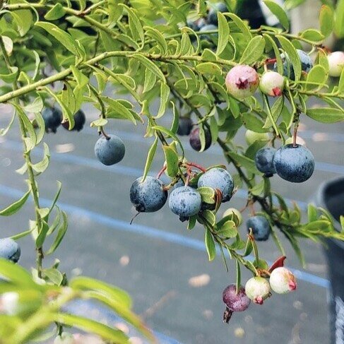 #floridanative #blueberry Yes, please! #smallbutsweet #itsaprettybushtoo #gottaeatthembeforethebirds #plants #plantnursery