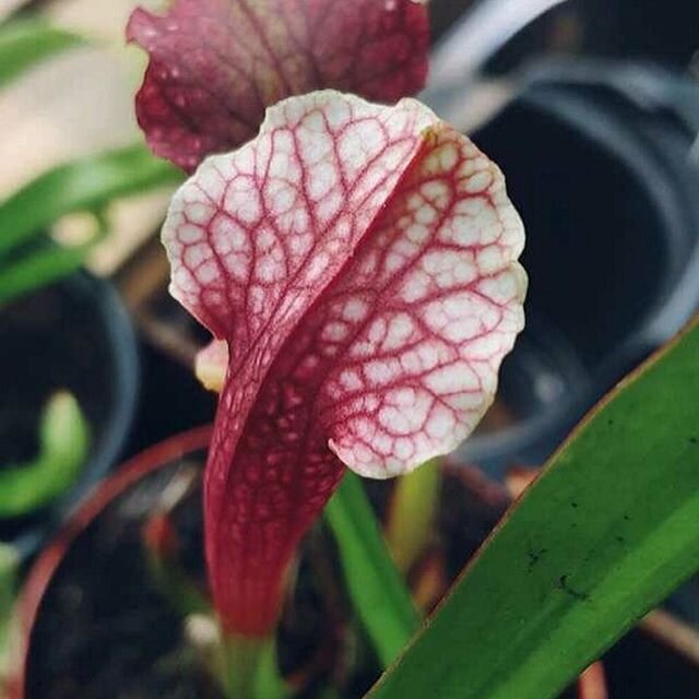 Give me all the pitcher pictures! #carnivourousplants #carnivourous #nepenthes #sarracenia #pitcherplant #plants #plantnursery