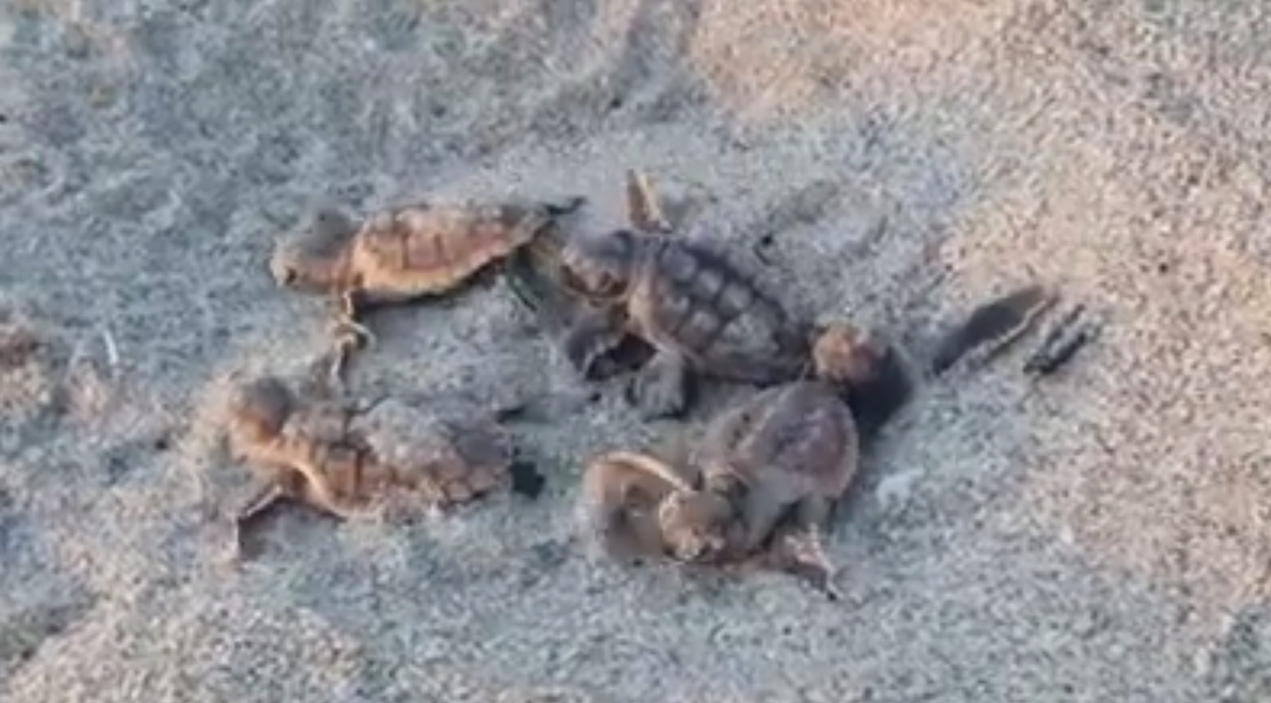 Video from John D. MacArthur Beach State Park