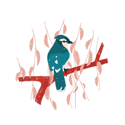 bird.gif