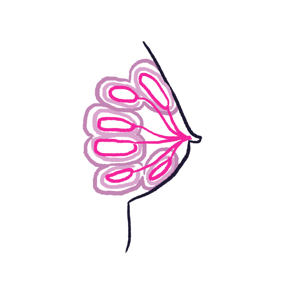 ILLOS_r3Artboard-21-Engorged-Breast.png