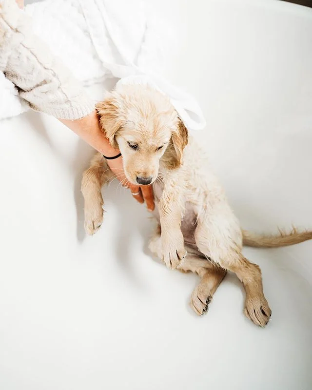 Anyone else get emotional when they leave their babies (Fur-babies and human)?! I’m out of state for two days and really missing my girl! I can’t wait to see her tomorrow ❤️#mythirdchild #goldenretrieverpuppy #goldenlove #puppylove