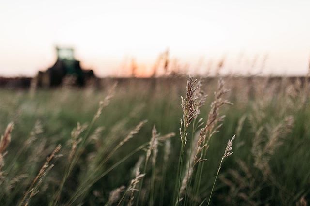 Thank goodness my grandpa humors me and pulls over when I see something I want to photograph. Love Kansas wheat fields and sunsets ❤️ #kansasphotos #kansaswheat #kansaswheatfield