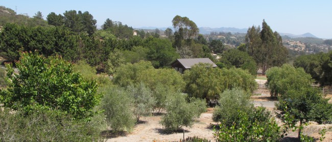 The Art Barn is nestled in this quiet, beautiful area of Arroyo Grande, CA (San Luis Obispo County)