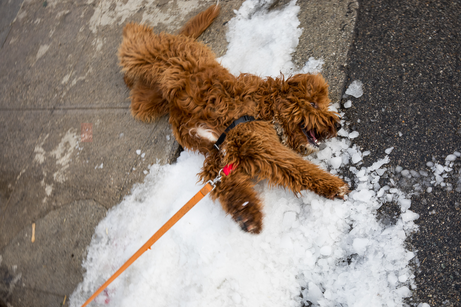 021_Abbot-Kinney-Blvd-Holiday-Party.jpg