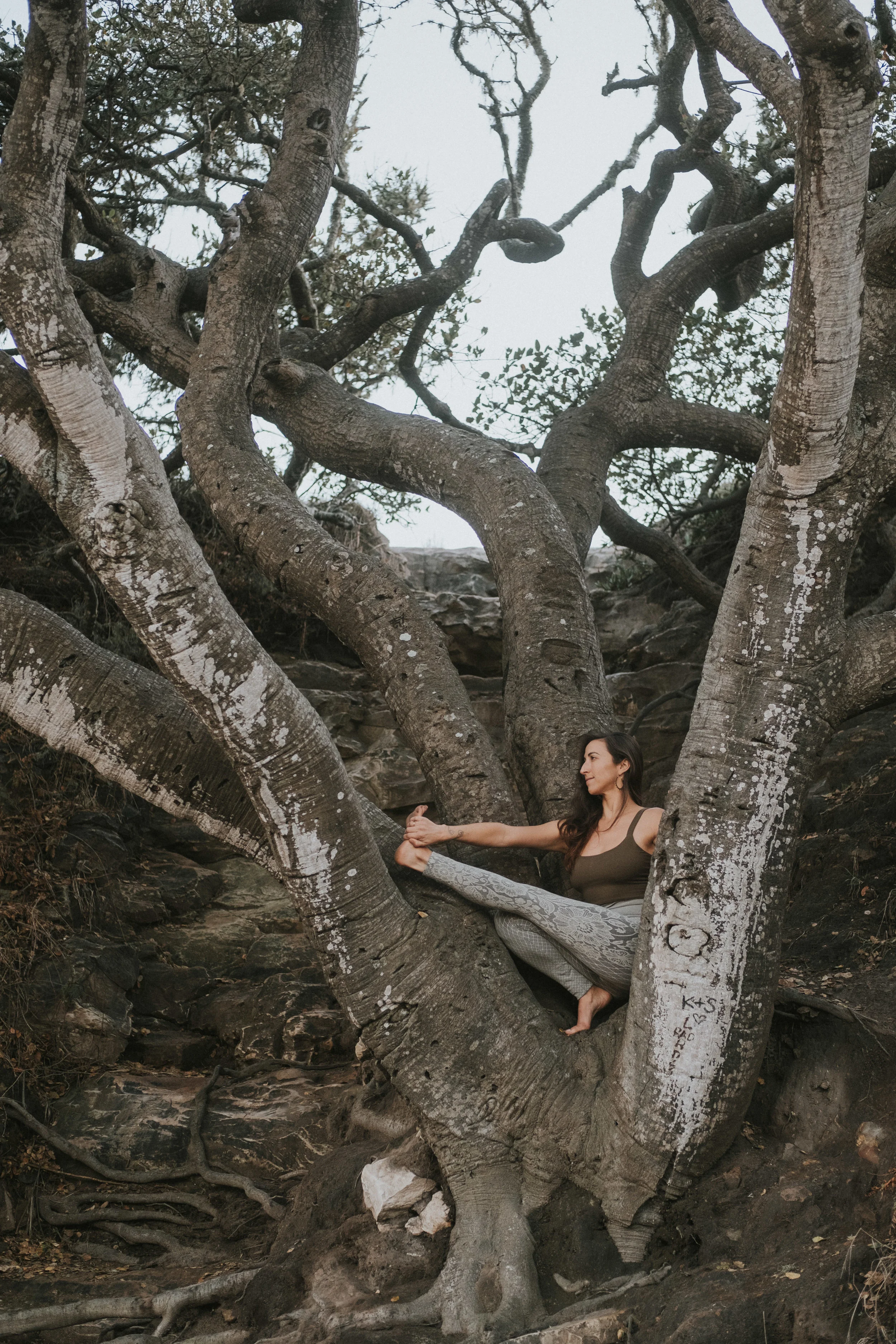 Magnolia Natural Bridges CA Hartman 0074.JPG