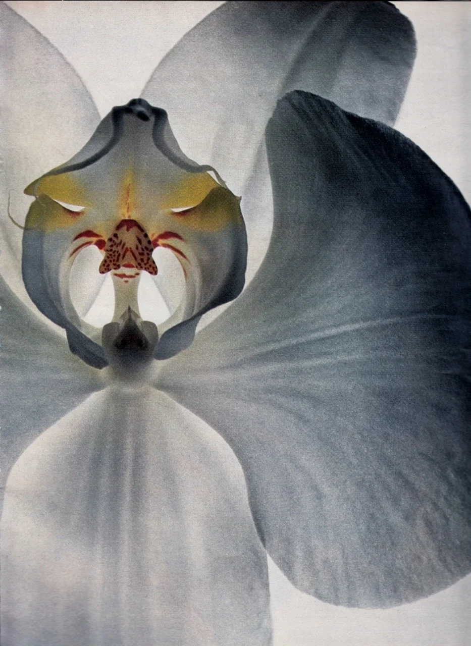 mschristinamaria :
“Specialists in Sex: Orchids” by Irving Penn for US Vogue, December 1970