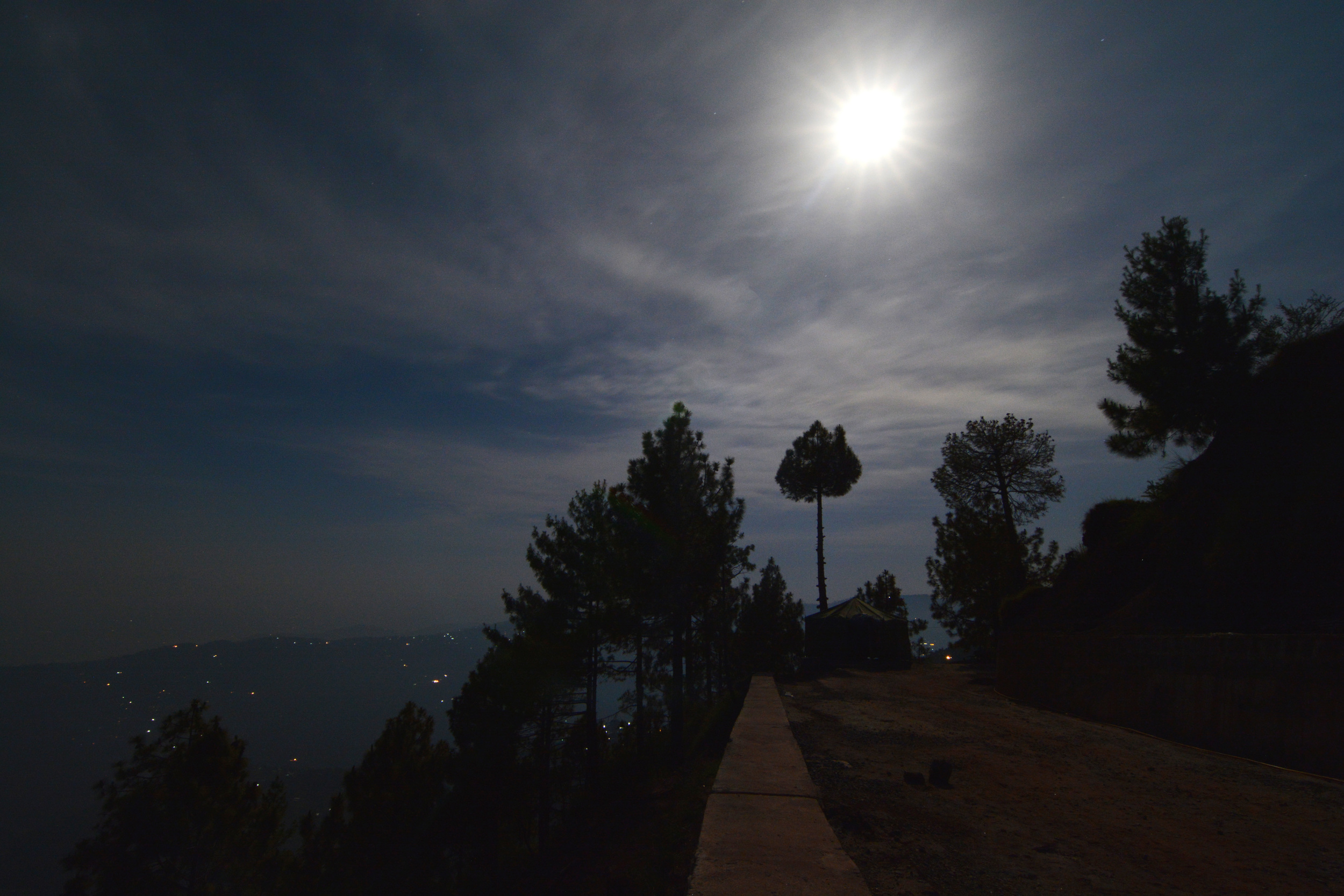 Pine trees standing out on a full moon magical night.