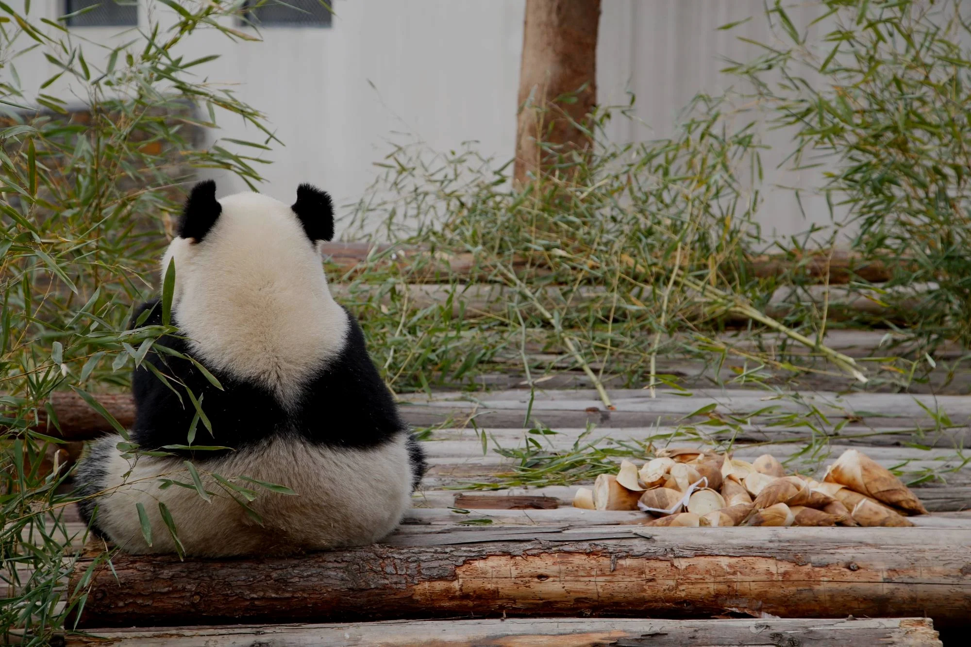 Panda+back.jpg