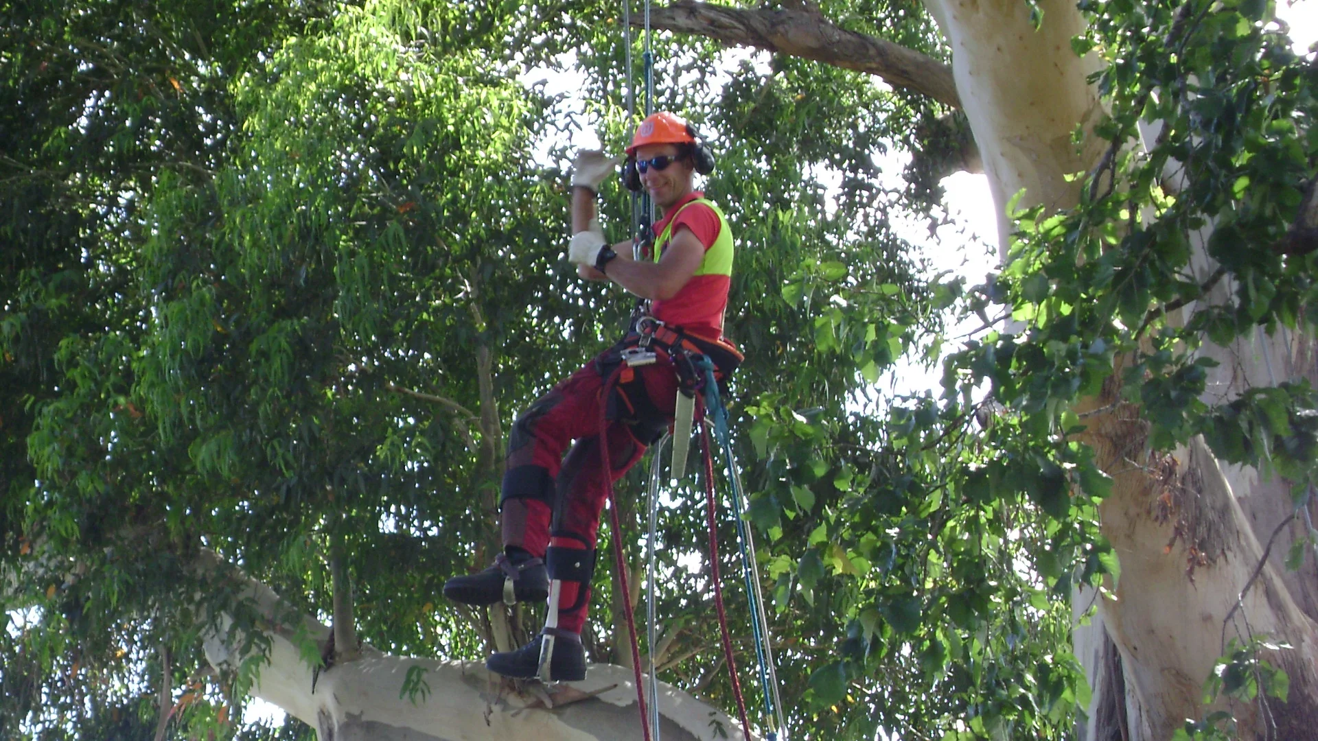 Gummtree Havlock (23).JPG