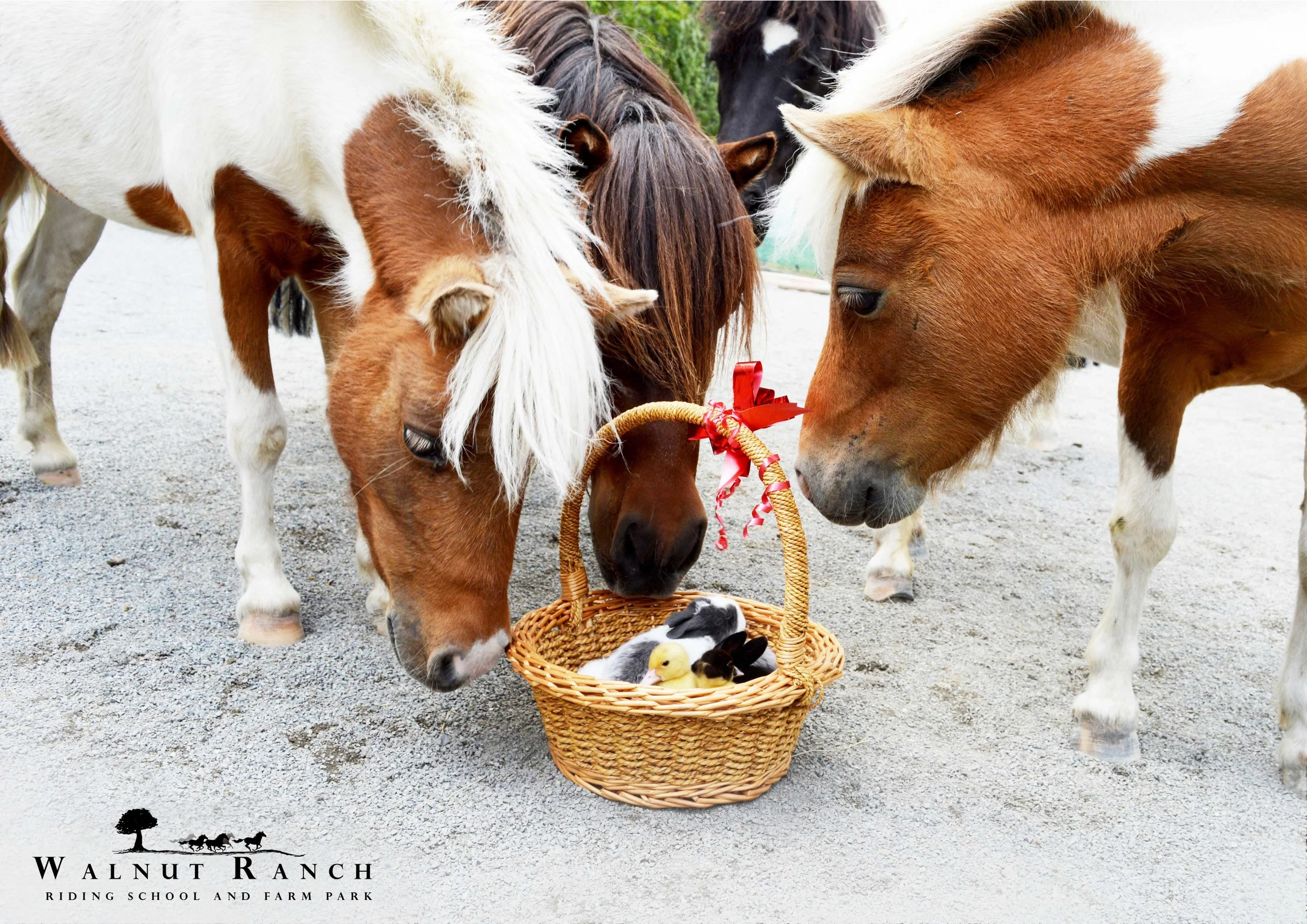 ponies and bunnies.jpg