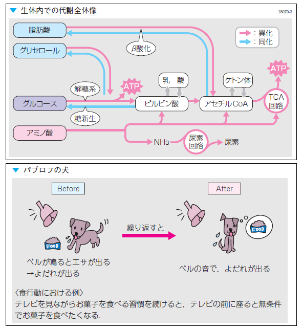 このほかにも、勉強するのが楽しくなる、そして理解しやすいイラスト・図版を多数掲載!!