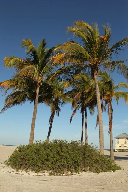 Crandon Park Updated - 19.jpg