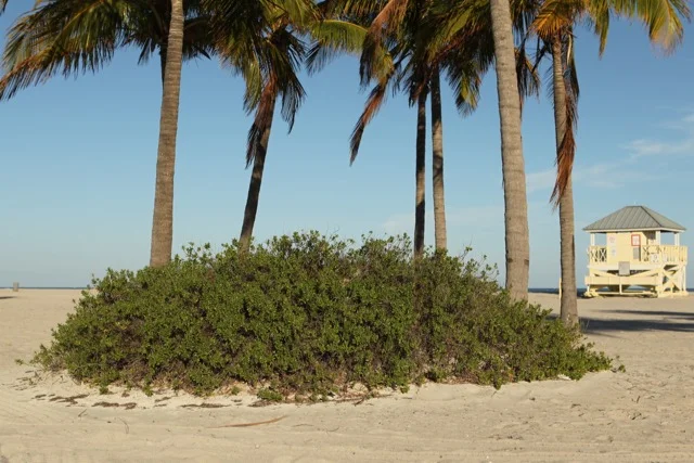 Crandon Park Updated - 20.jpg