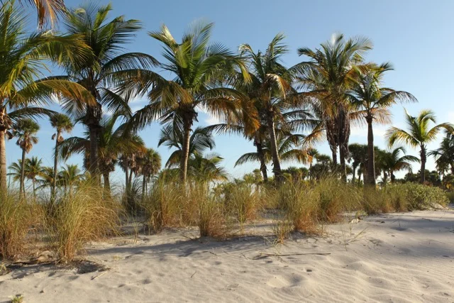 Crandon Park Updated - 04.jpg