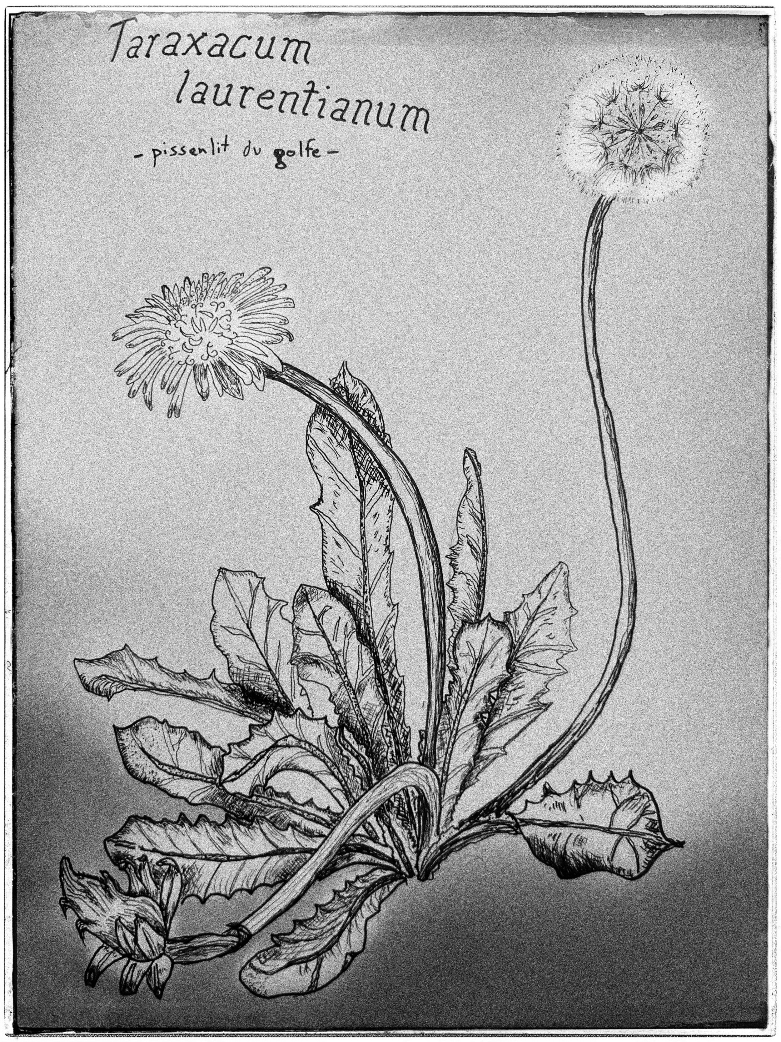 Taraxacum laurentianum