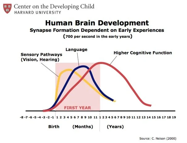 source: Dr. Charles Nelson's famous brain development research with center on the developing child & Harvard University