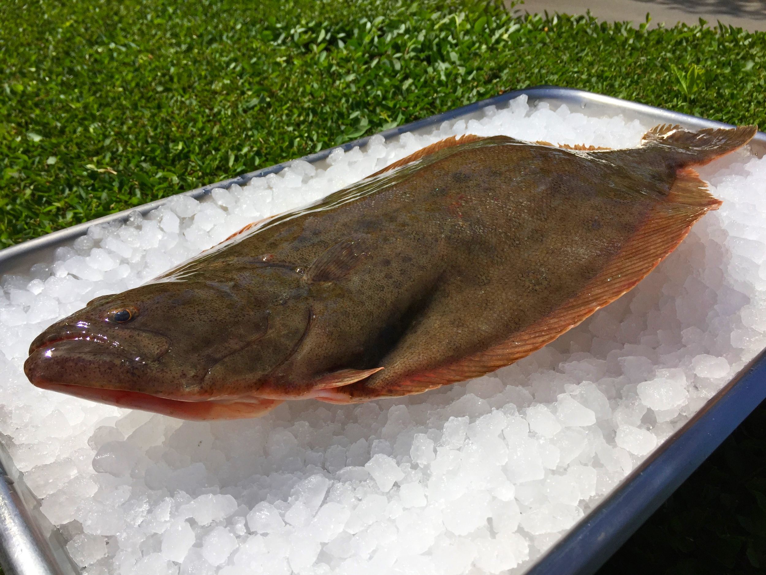 Local fluke