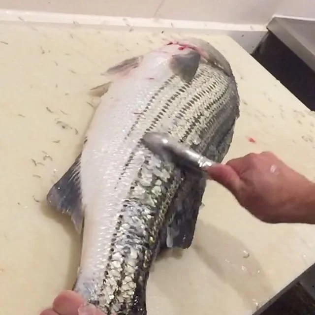 Edgartown Seafood Fish Market Martha's Vineyard