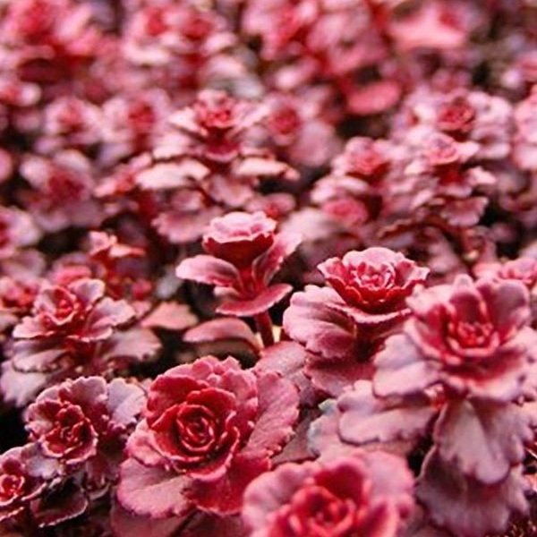 api82uuqh__81777.jpg