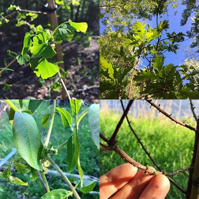 Zonkn&auml;ckeri o lite krydda p&aring; tillvaron 🙂 H&auml;r &auml;r ett par f&ouml;r Norrland exotiska tr&auml;d som jag planterade p&aring; friland i fjol o som nu &auml;r i full g&aring;ng 🌱 Ginkgo, druvek, &auml;kta valn&ouml;t &amp; sumpcypres
