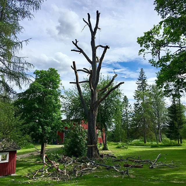 Sp&auml;nnande v&auml;rre 😁 Intag av grenar p&aring; gammal d&ouml;d ek.