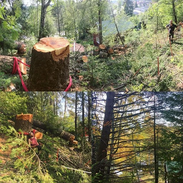 V&auml;rsta tr&auml;det hittills i karri&auml;ren. 30 meters Douglasgran, lutande o tung mot hus. M&auml;tte 1m i diameter o stod i brant sl&auml;nt med b&aring;de jordk&auml;llare o huset d&aring; precis nedanf&ouml;r. Svettigt v&auml;rre 😌
Tack f&
