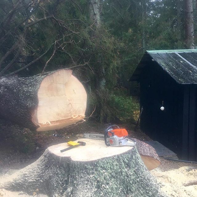 Helgjobb p&aring; helsk&ouml;na Hamnholmen 🙂 St&ouml;rsta granen jag f&auml;llt. De d&auml;r &auml;r min stors&aring;g med 63cm sv&auml;rd liksom. Granen fick bli 175 &aring;r gammal. &Ouml;nskar jag kunde flyttat den till mitt arboretum ist&auml;ll