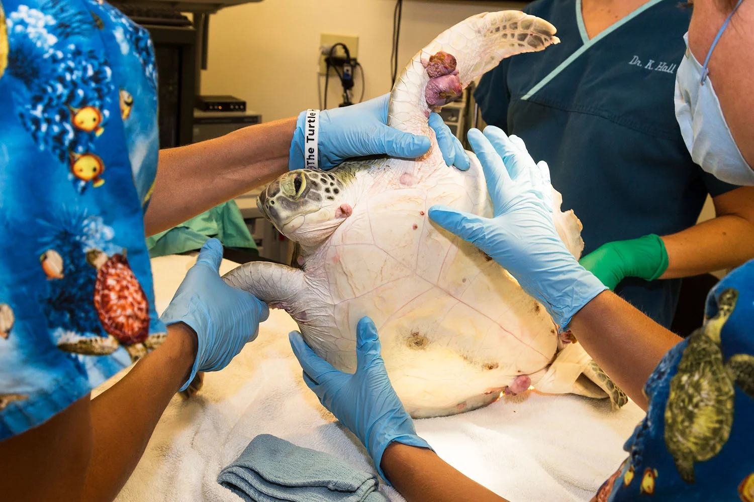 Sea turtle prepared for surgery to remove fibropapilloma tumors, The Turtle Hospital, Marathon, FL, 2014