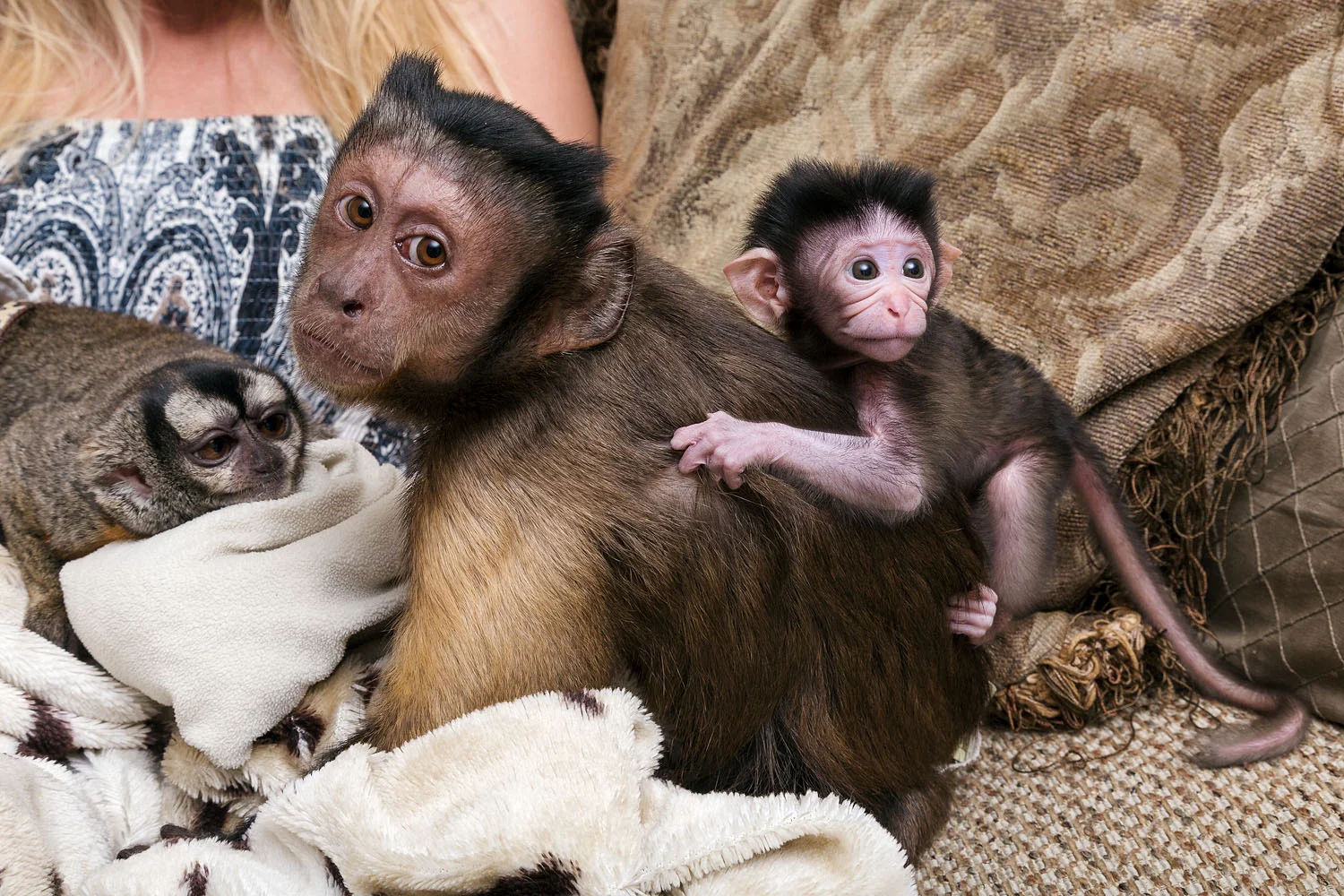 Christa with rescued monkeys, Coral Springs, FL, 2014