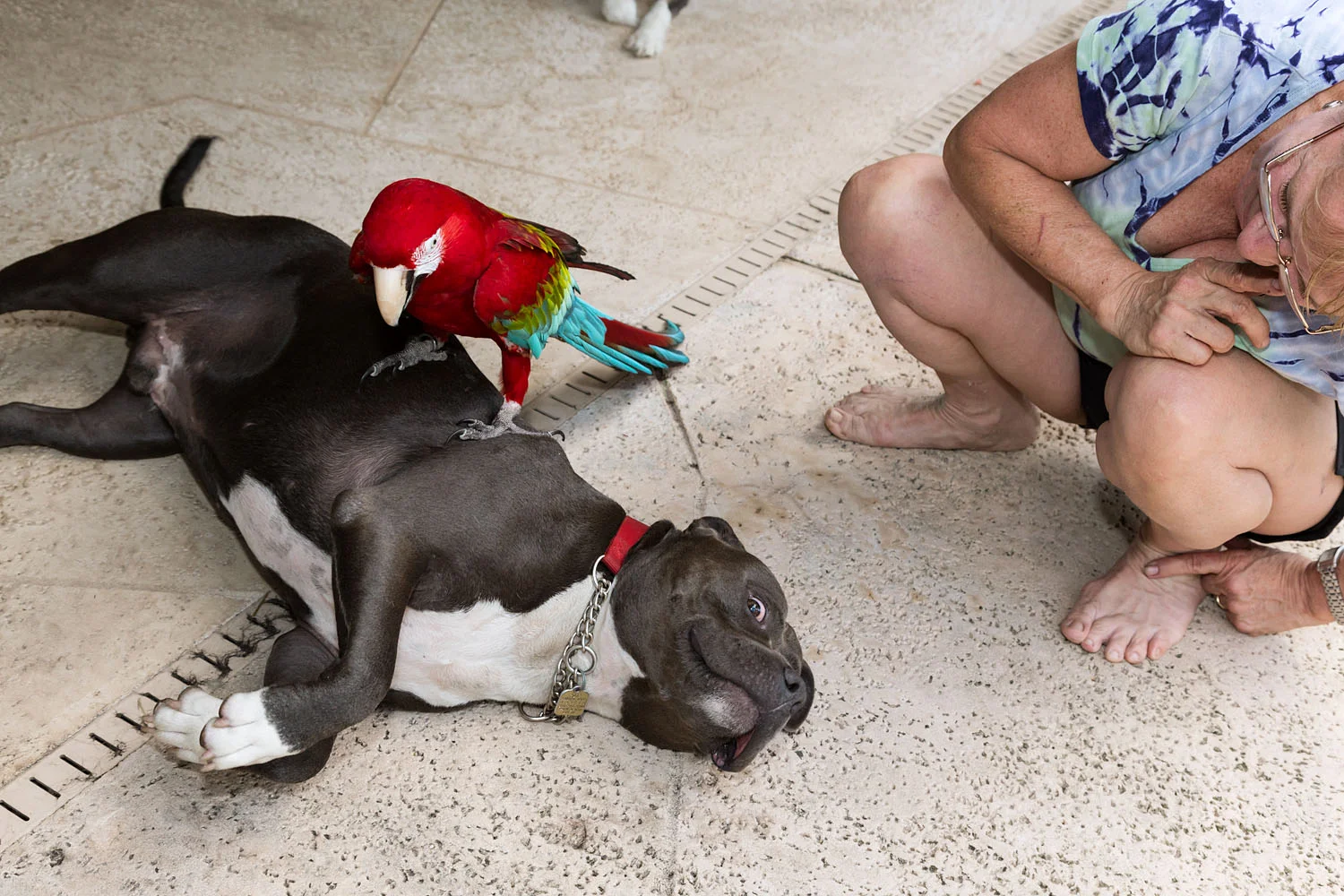 JoAnn with rescued pit bull and macaw, Loxahatchee, FL, 2013