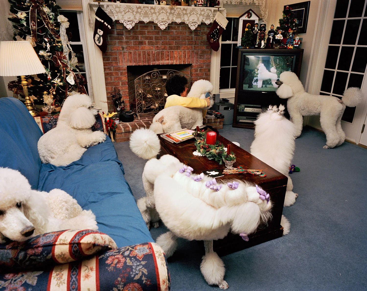 Woman in her living room with show poodles, Auburn, NH, 2002