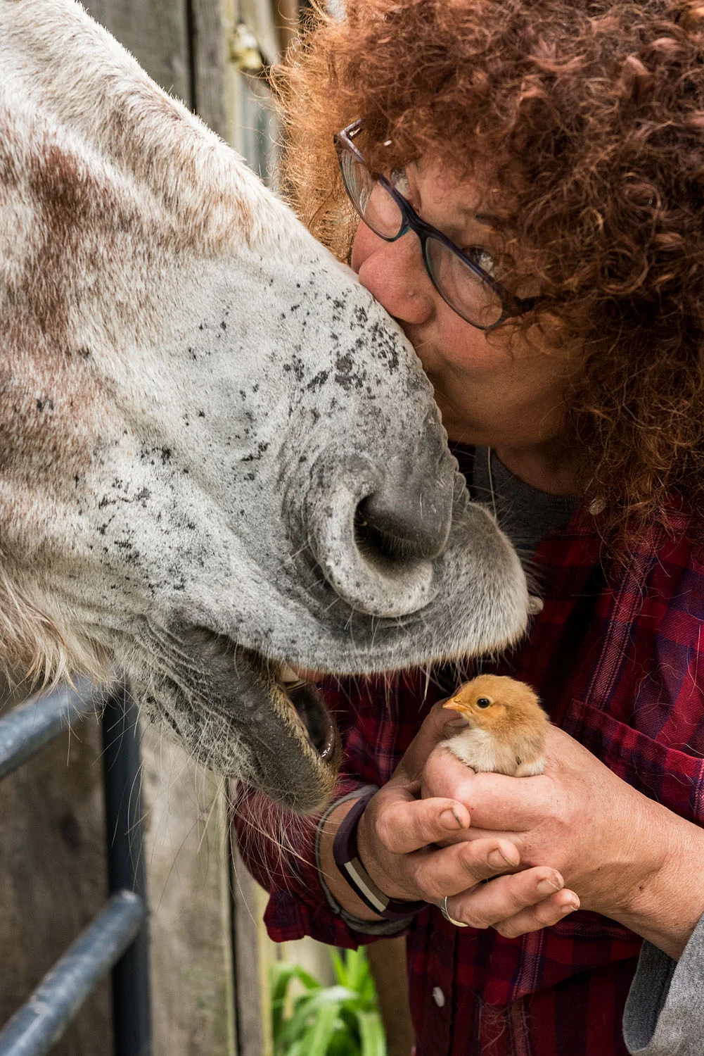 Ann with mule and chick, Save Your Ass Long Ear Rescue, South Acworth, NH, 2017