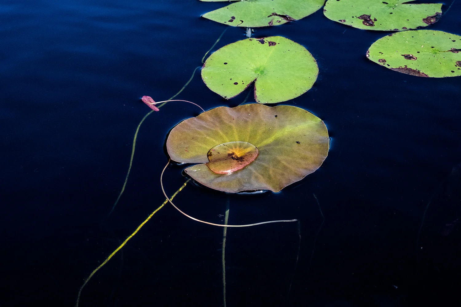 sage_sohier_waterscapes_03.jpg