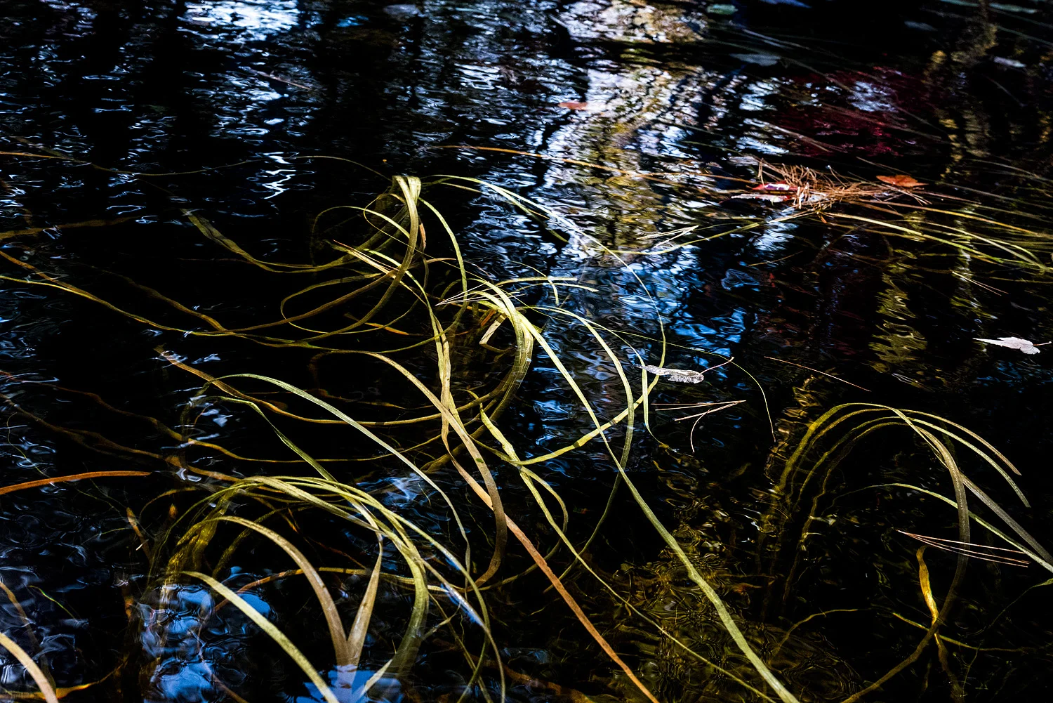 sage_sohier_waterscapes_06.jpg