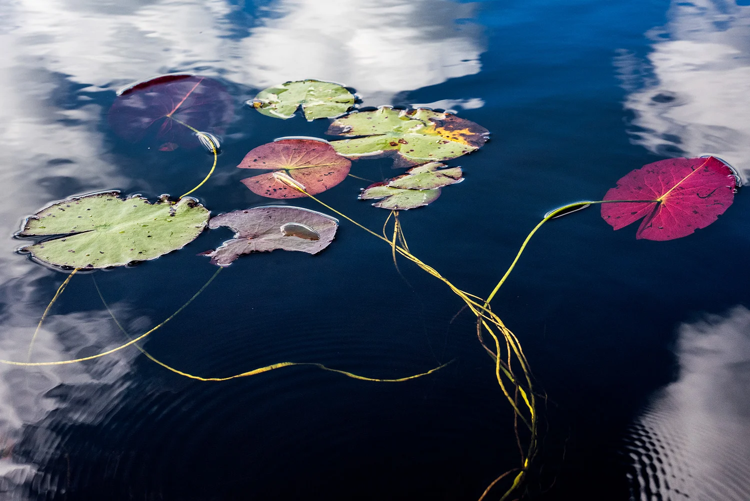 sage_sohier_waterscapes_24.jpg