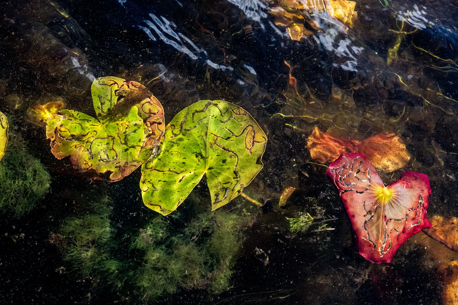 sage_sohier_waterscapes_07.jpg