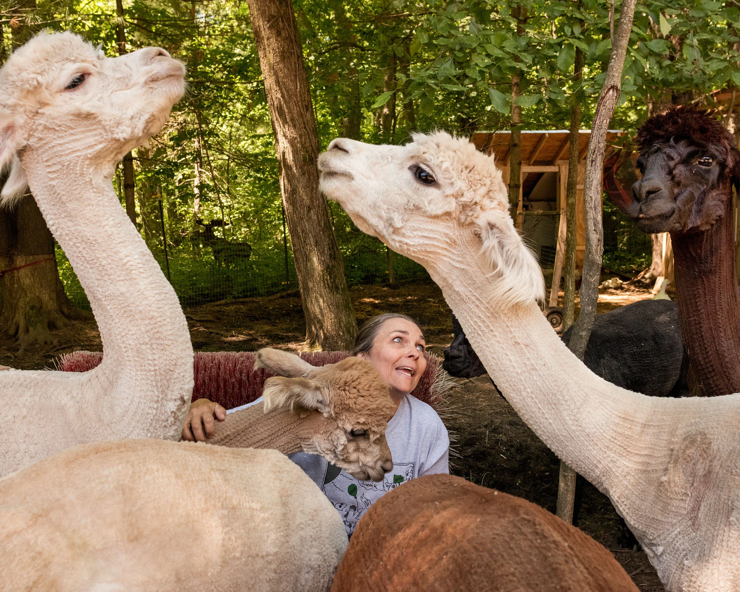 Janice with alpacas, Attleboro, MA, 2016