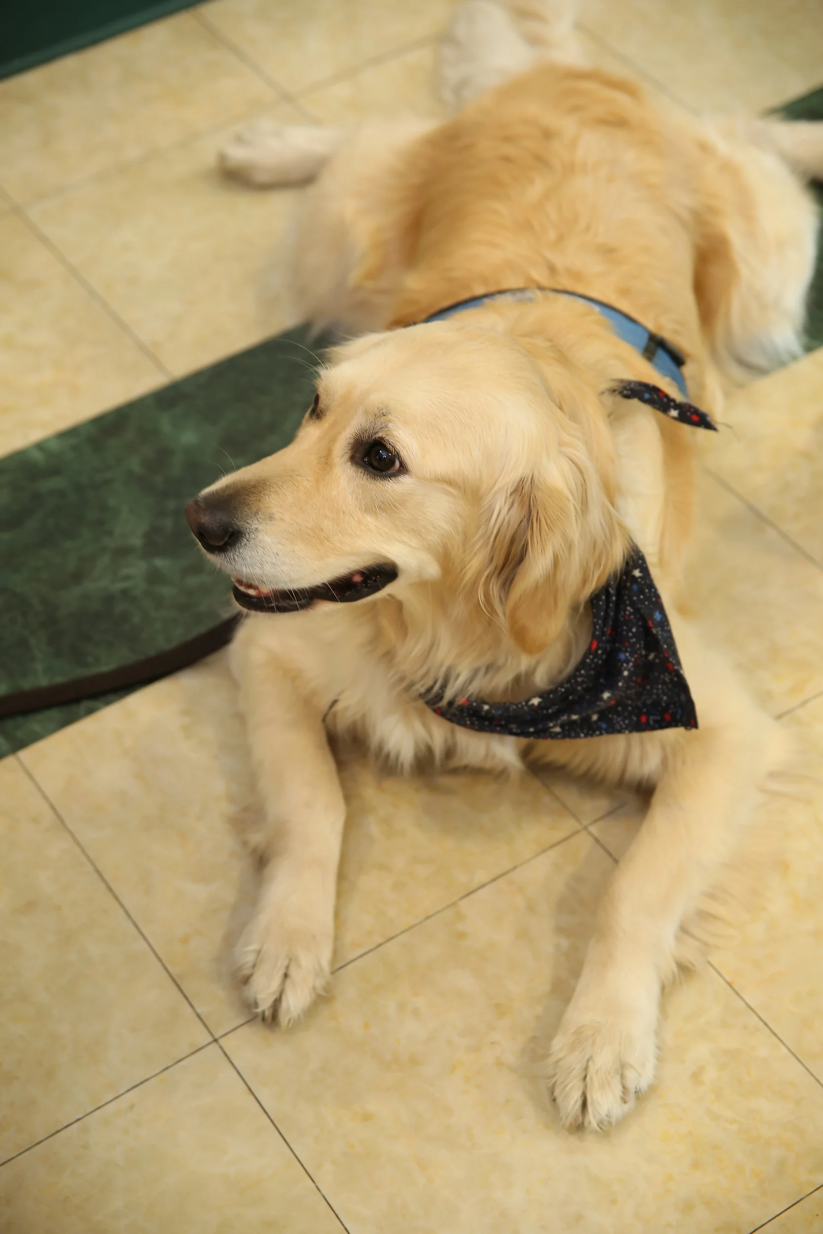 KariePetersonPhotography_ImmanuelLutheranChurchDanbury,CTcomfortdogs-1006.jpg