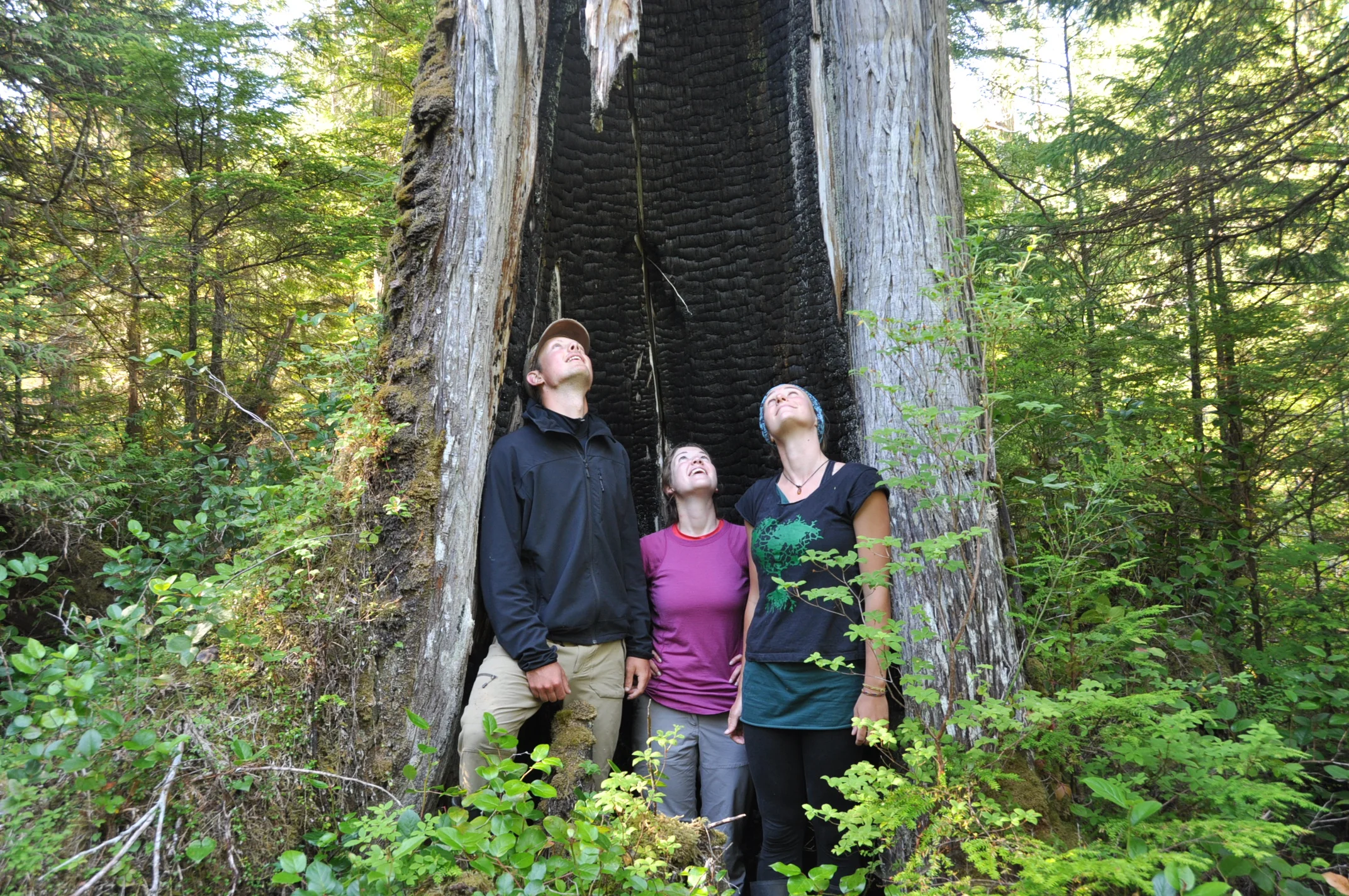 A ~300 year old burnt and still living western redcedar on Hecate Island.